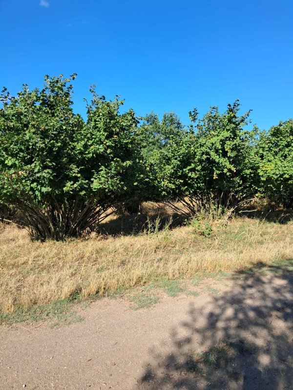 terreno agricolo in vendita a Faleria
