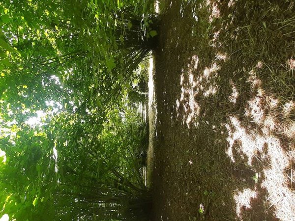 terreno agricolo in vendita a Faleria
