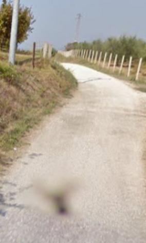 terreno agricolo in vendita a Faleria