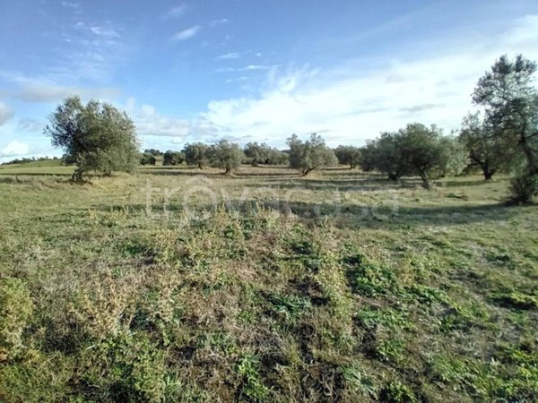 terreno agricolo in vendita a Farnese