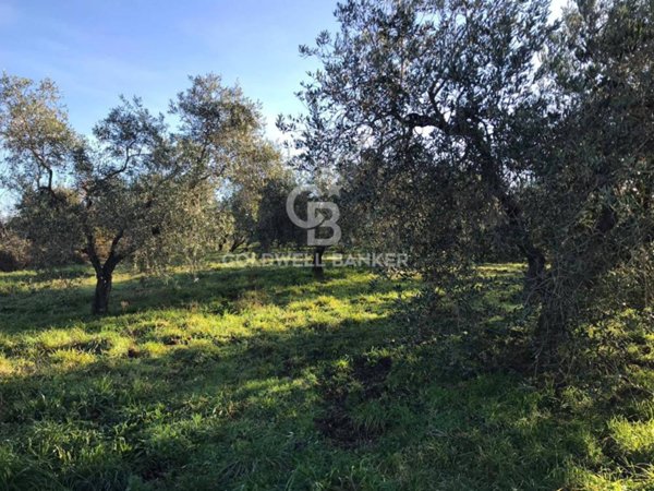terreno agricolo in vendita a Farnese