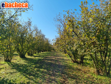 terreno agricolo in vendita a Gallese