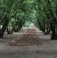 terreno agricolo in vendita a Gallese