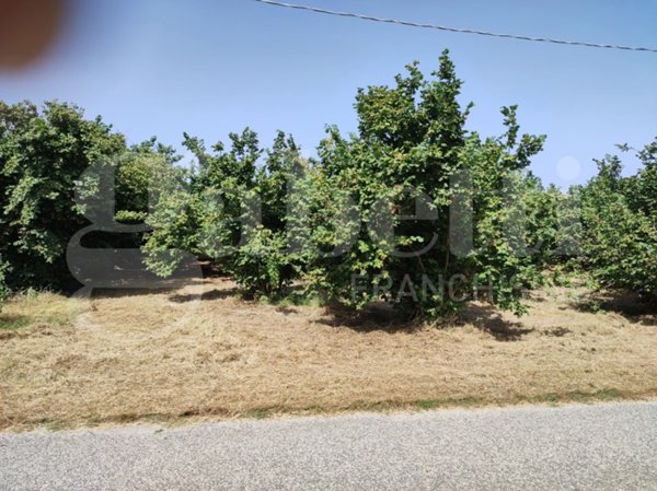 terreno agricolo in vendita a Gallese