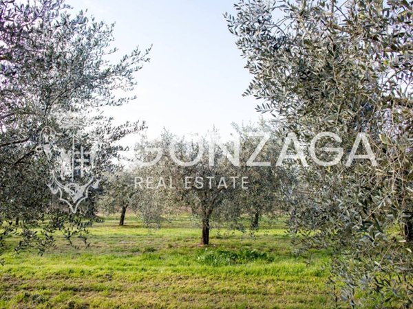 terreno agricolo in vendita a Gallese