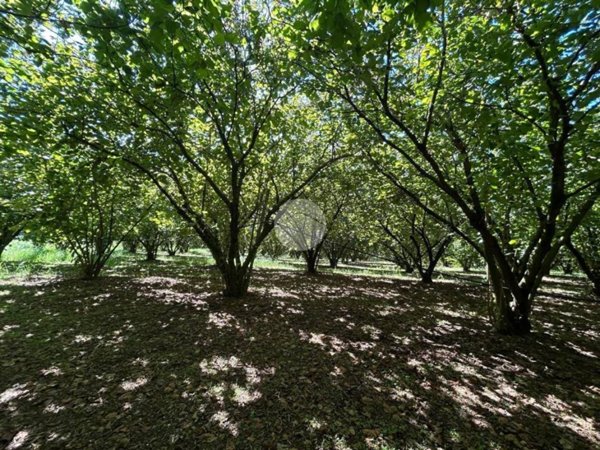 terreno agricolo in vendita a Gallese