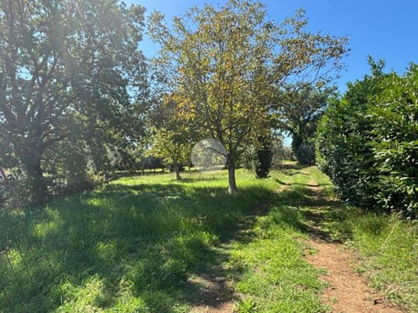 terreno agricolo in vendita a Gallese
