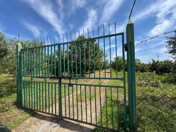 terreno agricolo in vendita a Gallese