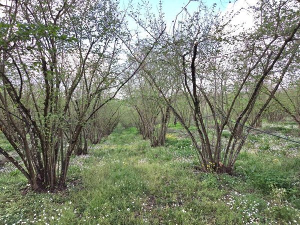 terreno agricolo in vendita a Gallese