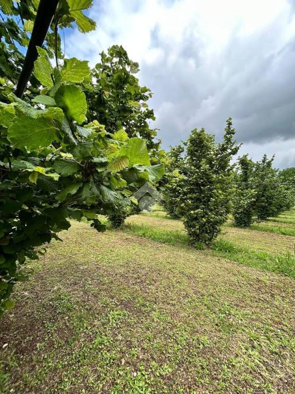 terreno agricolo in vendita a Gallese