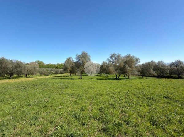 terreno agricolo in vendita a Gallese