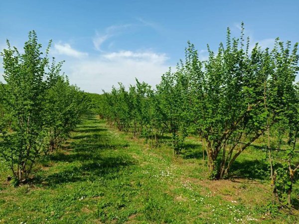 terreno agricolo in vendita a Gallese