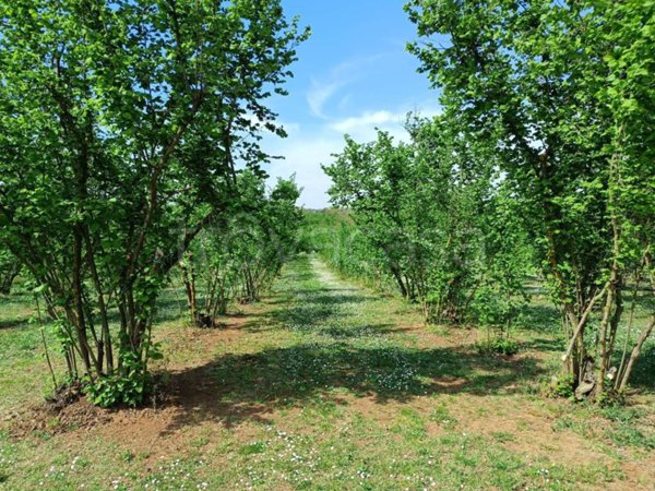 terreno agricolo in vendita a Gallese