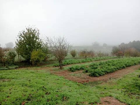 terreno agricolo in vendita a Gallese