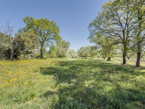 terreno agricolo in vendita a Gallese