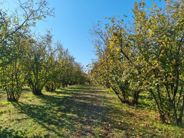 terreno agricolo in vendita a Gallese