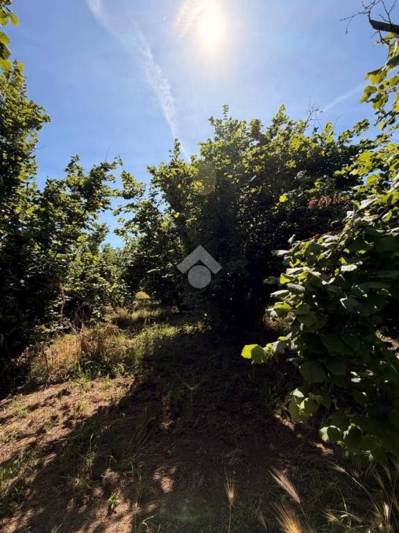 terreno agricolo in vendita a Gallese