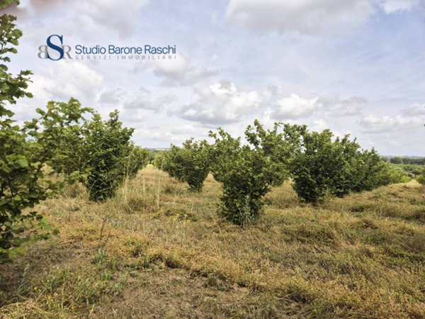terreno agricolo in vendita a Gallese