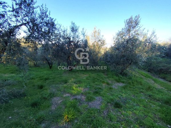 terreno agricolo in vendita a Gradoli