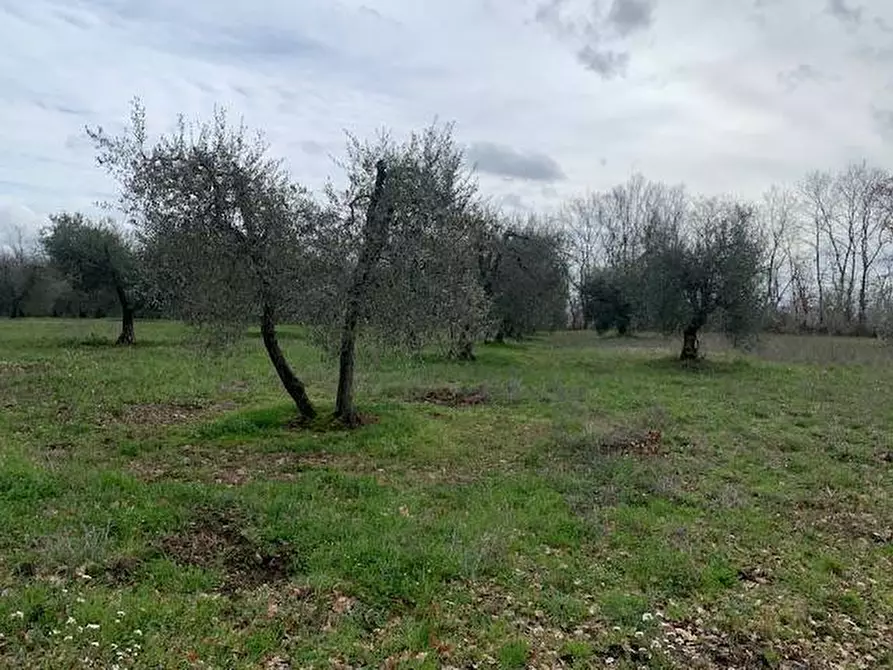 terreno agricolo in vendita a Graffignano