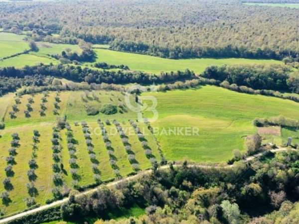 terreno agricolo in vendita ad Ischia di Castro