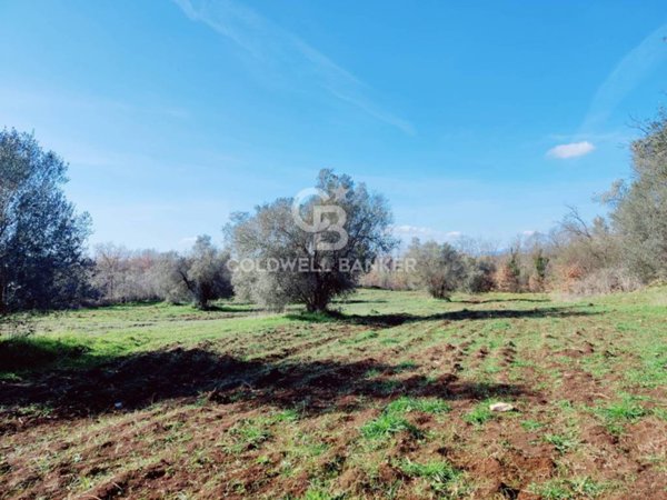 terreno agricolo in vendita ad Ischia di Castro