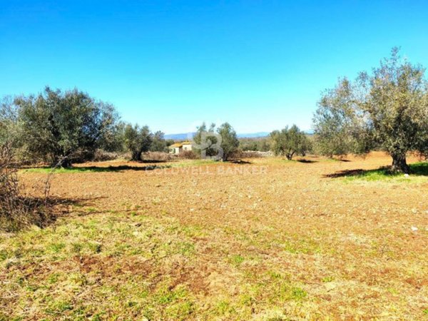terreno in vendita ad Ischia di Castro