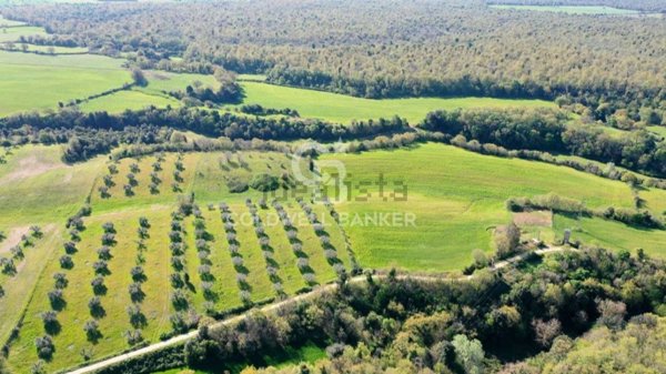 terreno in vendita ad Ischia di Castro