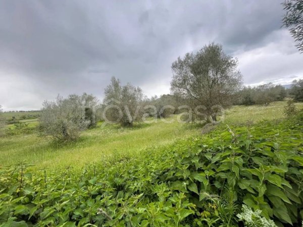 terreno agricolo in vendita a Marta