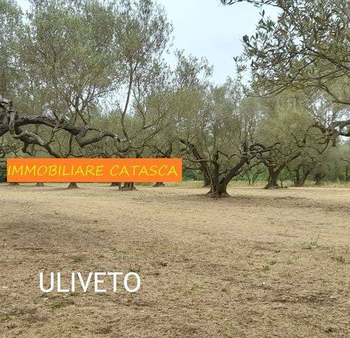 terreno agricolo in vendita a Marta