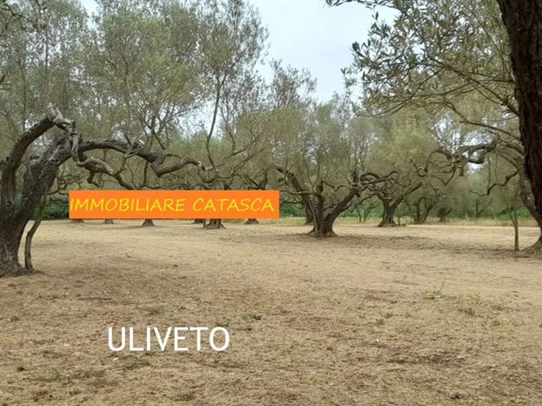 terreno agricolo in vendita a Marta