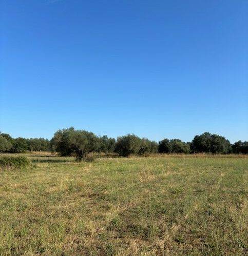 terreno agricolo in vendita a Marta