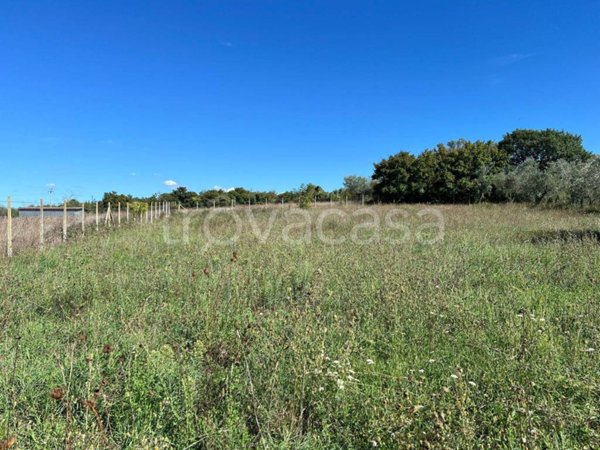 terreno agricolo in vendita a Marta