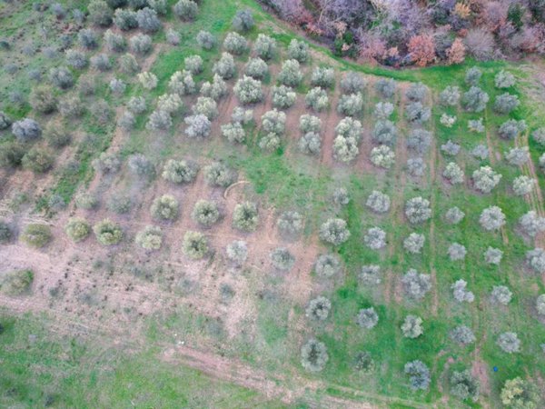 terreno agricolo in vendita a Montalto di Castro in zona Pescia Romana