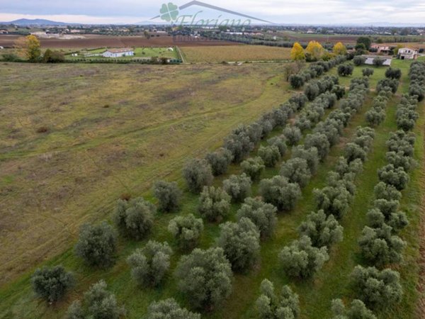 terreno agricolo in vendita a Montalto di Castro in zona Pescia Romana