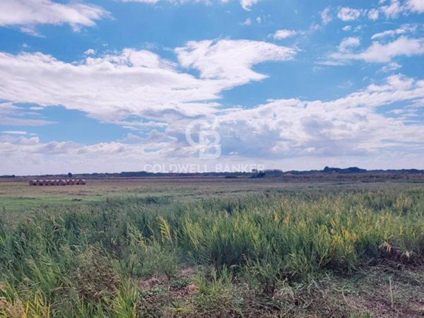 terreno agricolo in vendita a Montalto di Castro in zona Pescia Romana