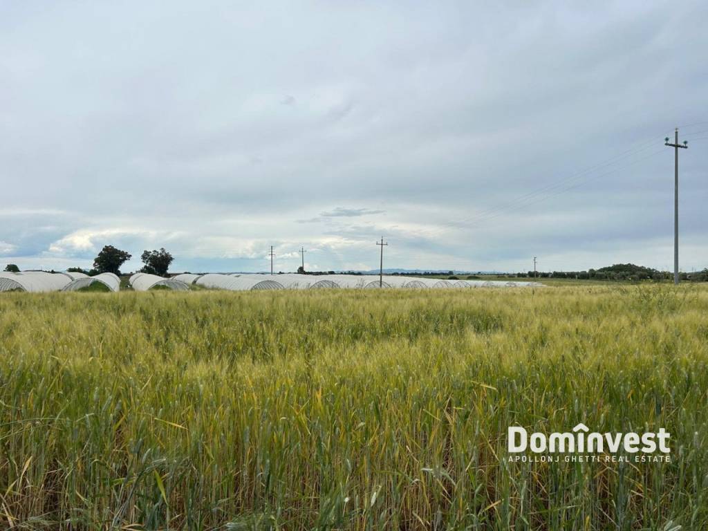 terreno agricolo in vendita a Montalto di Castro in zona Pescia Romana