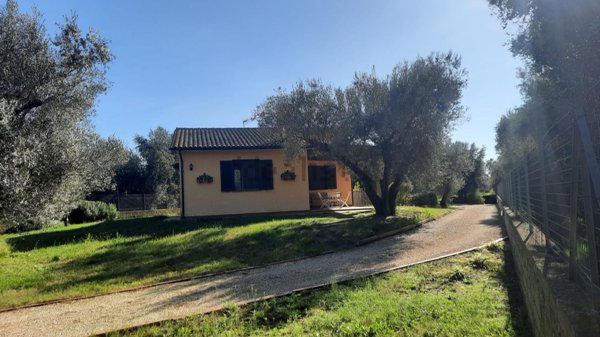 esavano in vendita a Montalto di Castro