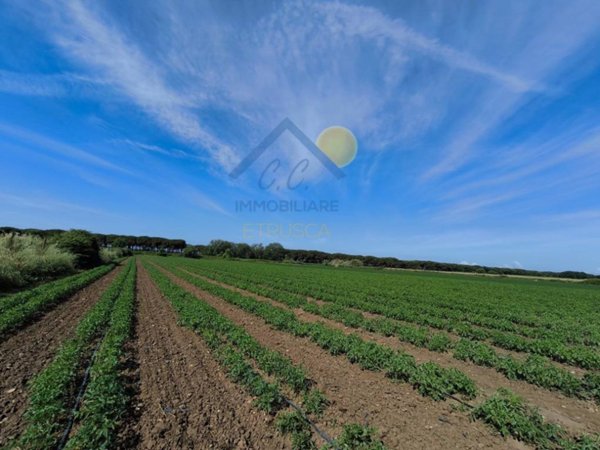terreno agricolo in vendita a Montalto di Castro