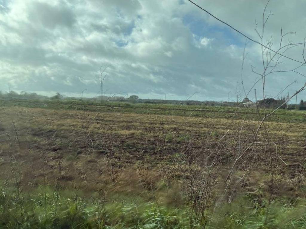 terreno agricolo in vendita a Montalto di Castro in zona Montalto Marina