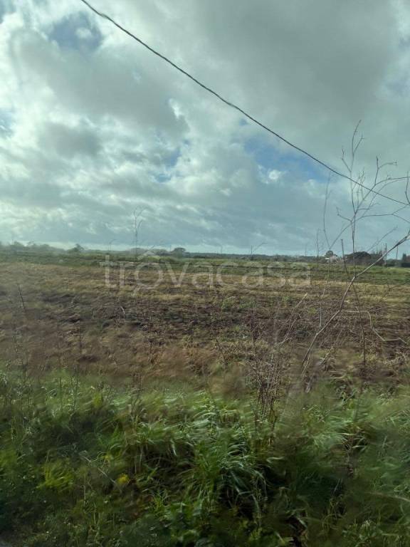 terreno agricolo in vendita a Montalto di Castro in zona Montalto Marina