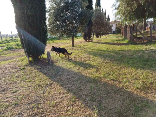 casale in vendita a Montalto di Castro in zona Pescia Romana