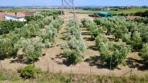 terreno agricolo in vendita a Montalto di Castro