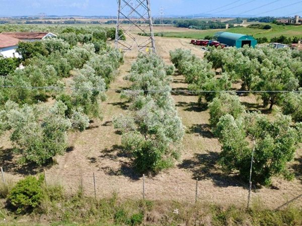 terreno agricolo in vendita a Montalto di Castro in zona Pescia Romana