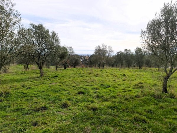 terreno agricolo in vendita a Montefiascone in zona Cipollone