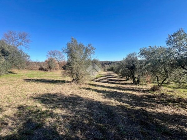 terreno agricolo in vendita a Montefiascone