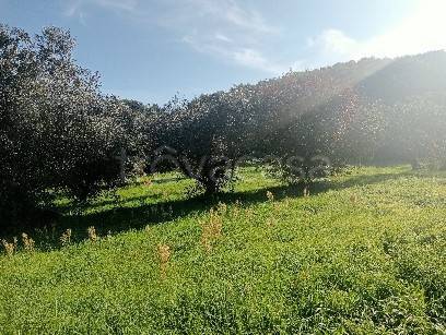 terreno agricolo in vendita a Montefiascone