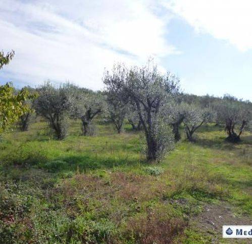 terreno agricolo in vendita a Montefiascone