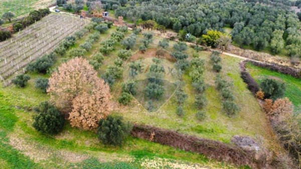 terreno agricolo in vendita a Montefiascone