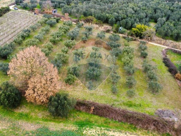 terreno agricolo in vendita a Montefiascone